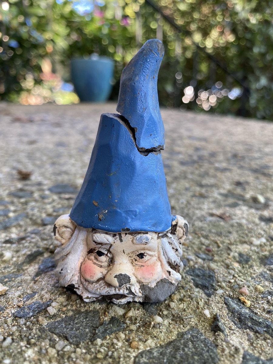 akkleis's tweet photo. I pulled this out of the dirt thinking it was trash. What have I done https://t.co/KL2KNEgv1x