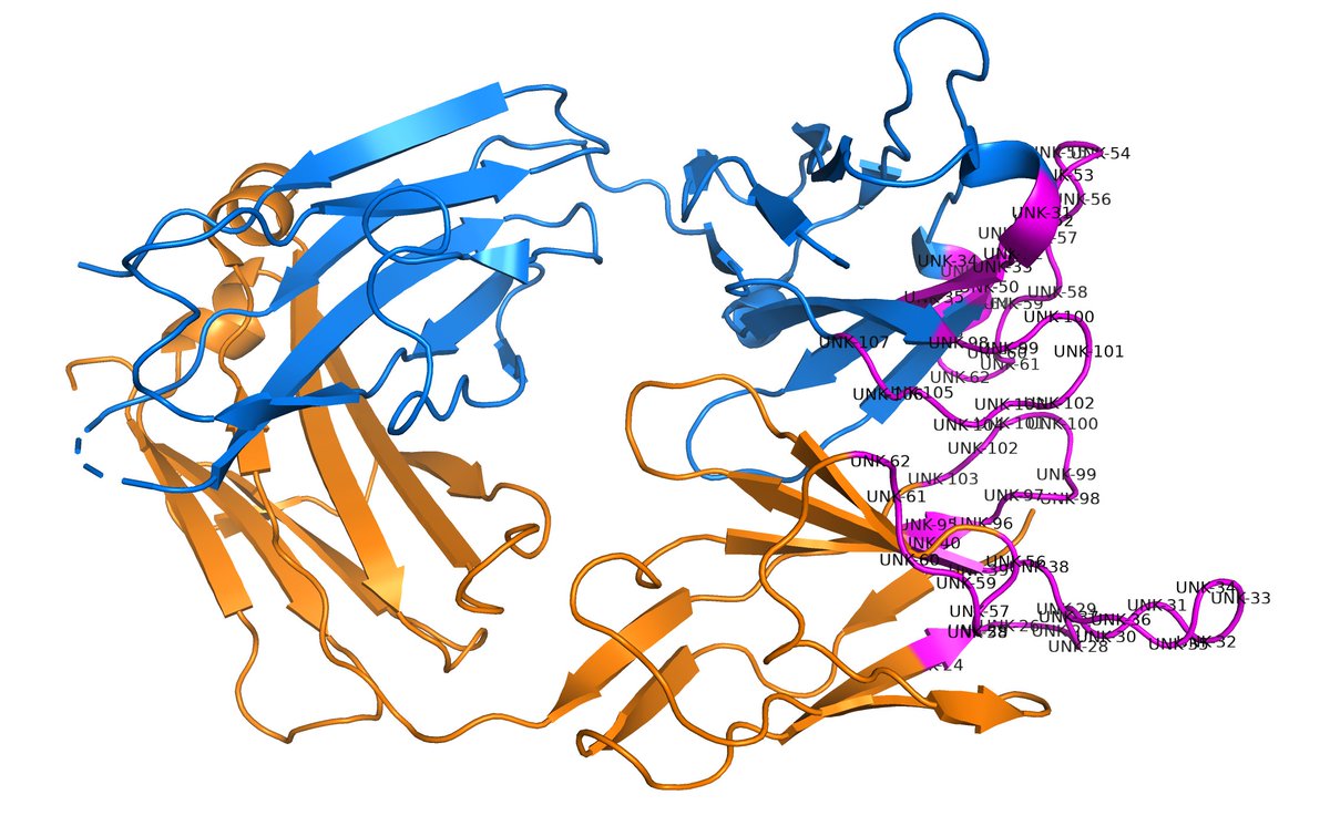 RolandDunbrack's tweet image. I&apos;ve never seen an antibody structure in the PDB where the authors were allowed to hide the sequence of all of the CDRs. PDB 6JMR,  6JMQ. All CDRs are &quot;UNK&quot; in sequence. I don&apos;t think this should be allowed. @buildmodels @PDBeurope @PDBj_en