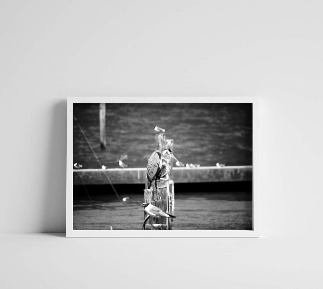 Black & White Heron on a Post at the Marina Photographic Print Wall Art
etsy.com/BohippianFinch…
#etsy #etsyshop #photography #smallbusiness #wallart #greatblueheron #blueheron #heron #marina #beachlife #coastal #heronphotography #marinaphotography #blackandwhitephotography