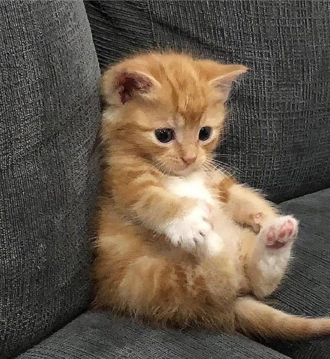 kapebeansies's tweet image. 🐾🐾