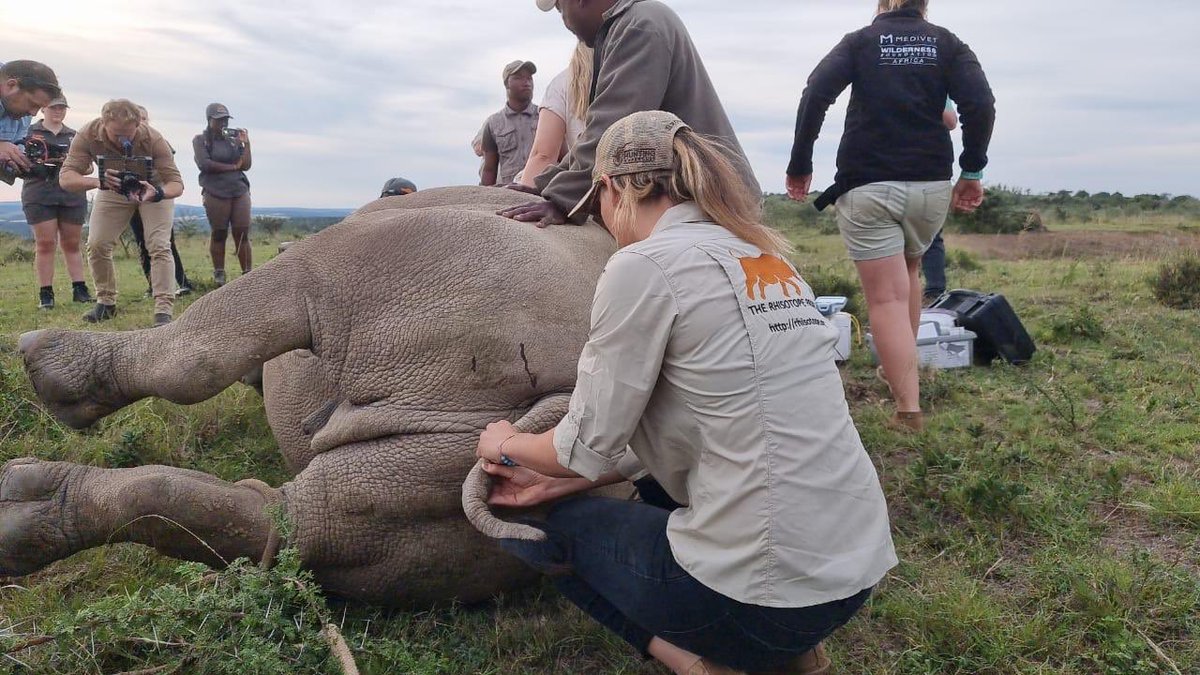 rhisotope's tweet photo. Did you know, you can feel a rhino pulse through the base of its tail? #therhisotopeproject #rhino #conservation #wildlife #savingwithscience #antipoaching #wits #sciencefactsamazing https://t.co/wTithr2JCp