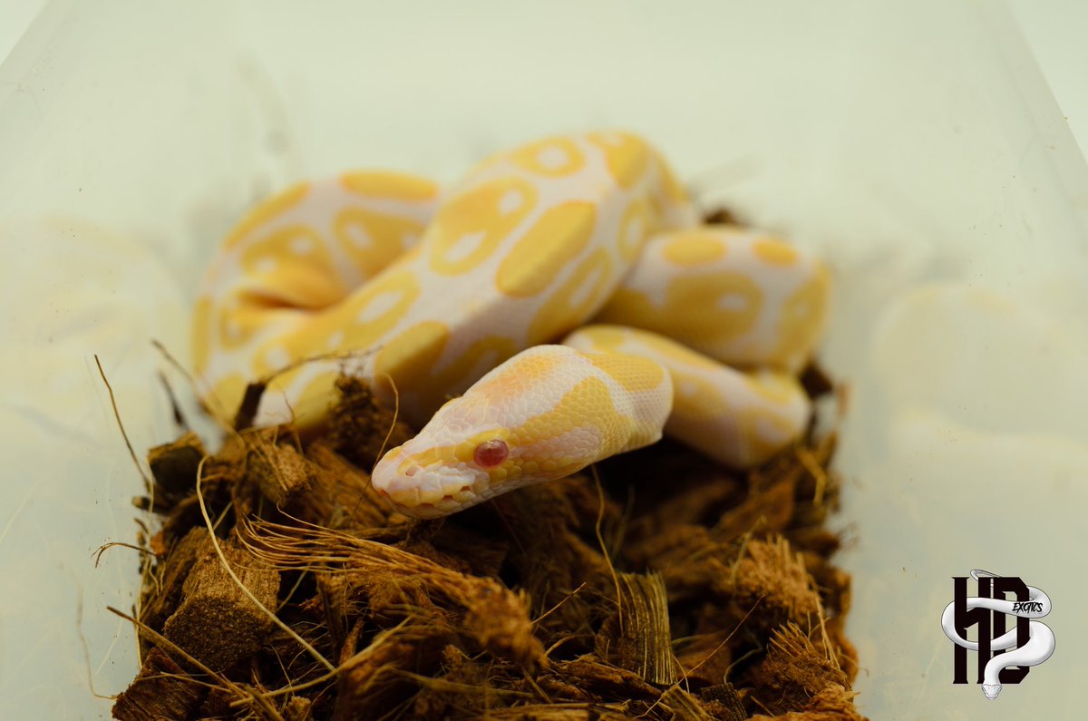 HDExotics1's tweet photo. Want a add an addition to your family..? This beautiful Albino❣️ girl is looking for a new owner. She was hatched here @HDExotics1 on 8/12/2020 and has taken all of her meals to leave the nest💜 Inbox me for more details 📥  Shipping Available✈️ https://t.co/y4Agnd9k4o