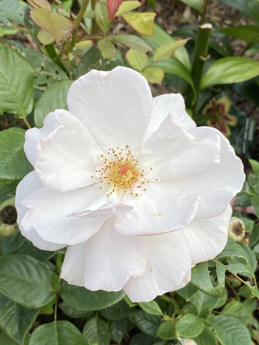 DrMarkRowe's tweet photo. ‘Not all of us can do great things.

But we can all do small things with 

great love.’

            Mother Teresa

              🙏♥️🦋📘

#quote                     #BSLM2021 https://t.co/8FLDGhQXVG