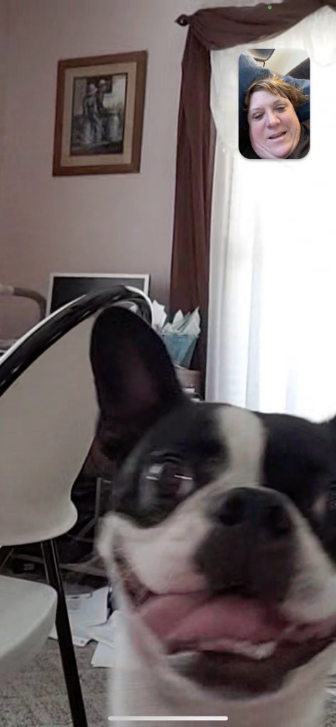 amy_hostetler's tweet photo. When you FaceTime with your pup! https://t.co/AMd46mzClO