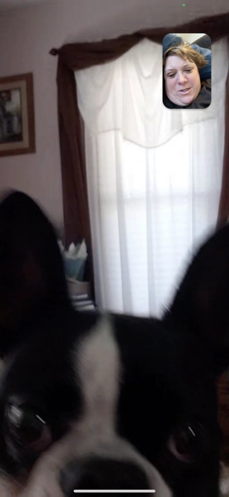 amy_hostetler's tweet photo. When you FaceTime with your pup! https://t.co/AMd46mzClO
