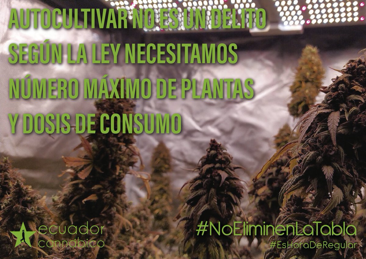 CannabicoEc's tweet photo. @LassoGuillermo @MinGobiernoEc
@Salud_Ec @AgriculturaEc, el COIP, la Ley de Drogas, y las competencias de la SETED demandan una normativa con tabla de dosis máxima de consumo. El autocultivo sin fines de comercio no es un delito. #NoEliminenLaTabla
#EsHoraDeRegular https://t.co/AMHRYxm9QC