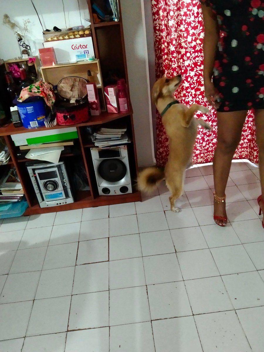 grujal's tweet photo. Cuando tú perro de quiere salir en la foto a toda costa. https://t.co/Vb9QDyvgp2