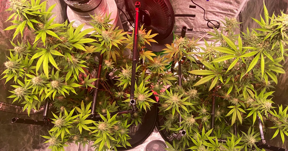 EmeraldZoo's tweet photo. Looks like fall colors are gonna start showing up soon. Hood maxed out and just about 15” of clearance to canopy to achieve sweet spot. Now 48” and strutting their stuff. #ShowTimeLadies #ZooStyle
It’s either fire, or expensive trim. There is no in between. https://t.co/p0qOKEJ8kW