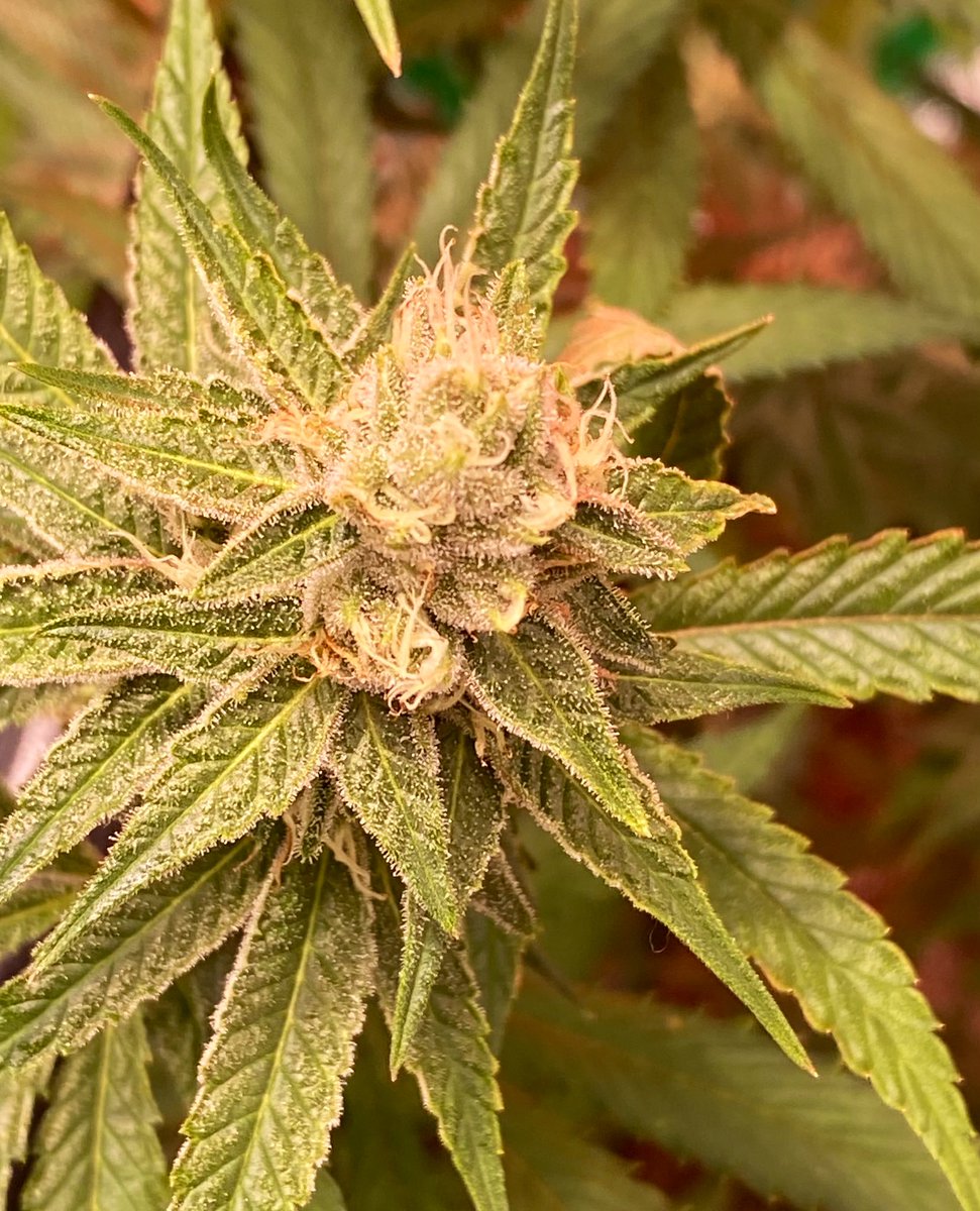EmeraldZoo's tweet photo. Looks like fall colors are gonna start showing up soon. Hood maxed out and just about 15” of clearance to canopy to achieve sweet spot. Now 48” and strutting their stuff. #ShowTimeLadies #ZooStyle
It’s either fire, or expensive trim. There is no in between. https://t.co/p0qOKEJ8kW