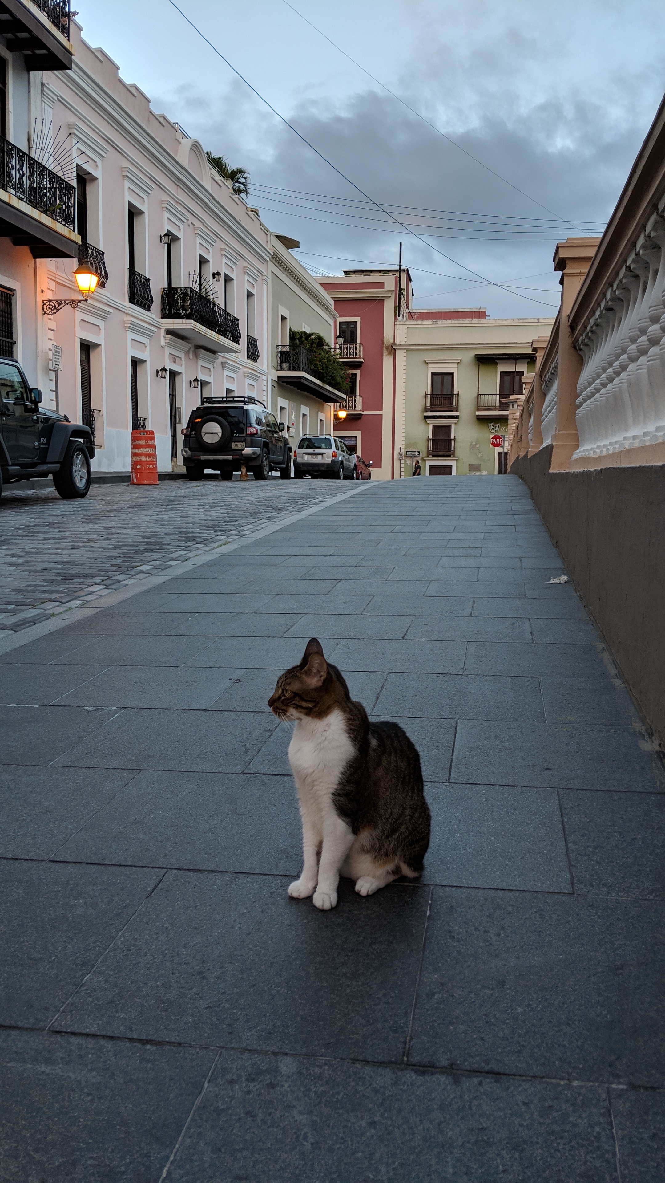 Beirut Cat Café - Rest in peace, Grumpy Cat 😿 This cutie