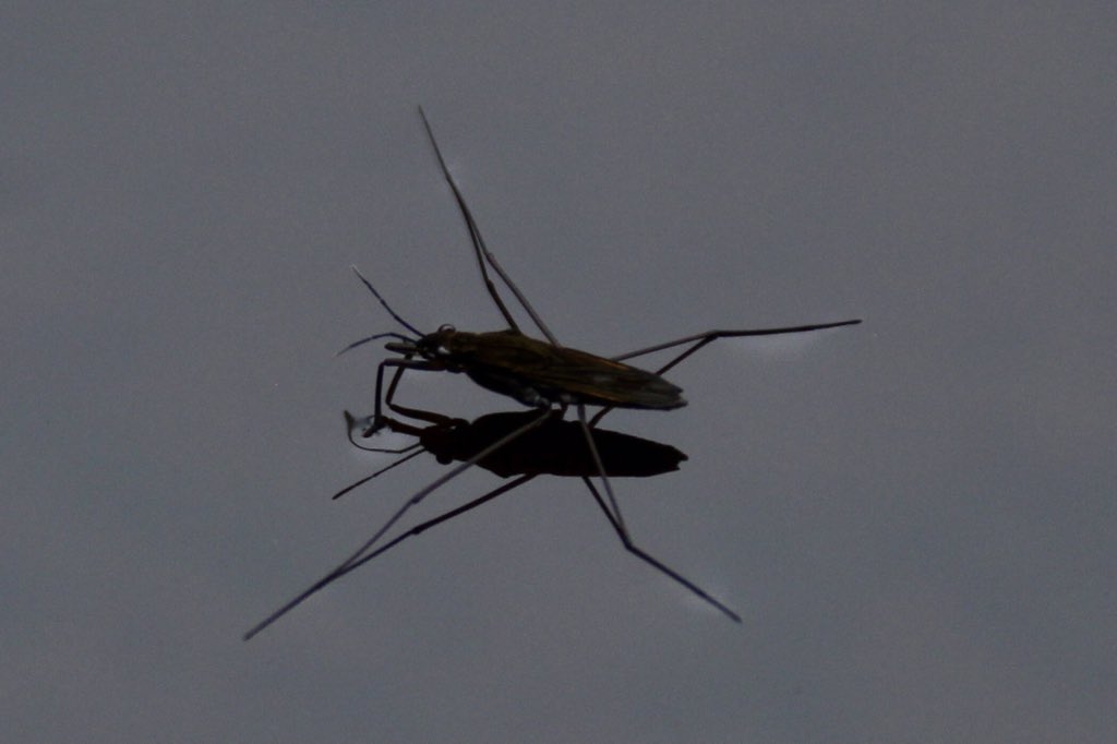 improvemydiet's tweet photo. #WaterStriders https://t.co/I1aOiFoOAC