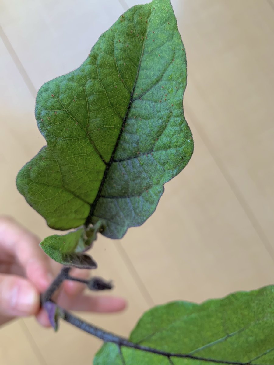 まんまる わあ ᯅ これは確かにハダニ王国 蜘蛛の巣みたくなってると重度なのにそのスプレー 強力ですね 今調べたら簡単に作れそうダ ちょっと重曹切らしてるので買ってきたら試します ๑ ๑ ナイス情報助かります