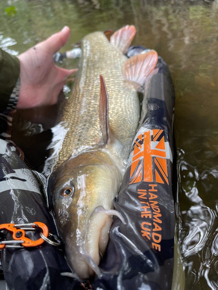 FlayChristopher's tweet photo. Barbel on the fly you say? Completed it 😝🤙🏼🎣 #flyfishing #barbel #fishing #euronymphing #nymphmaniac #visionflyfishing #catchandrelease #ukfishing #keepfishwet https://t.co/gZGFzs8nAn