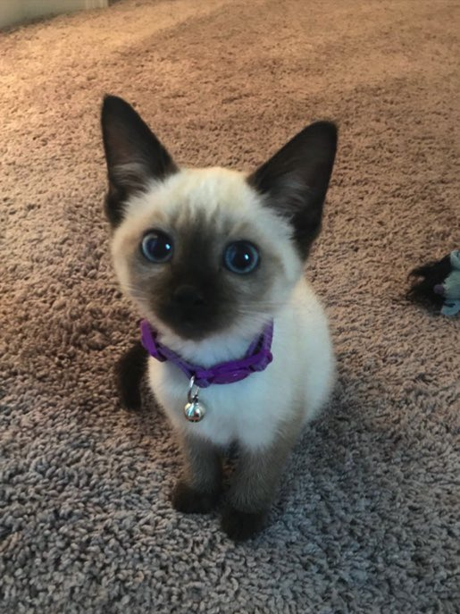 TechnoGardener's tweet photo. Do y’all like my cat? https://t.co/Ale04hNSpf