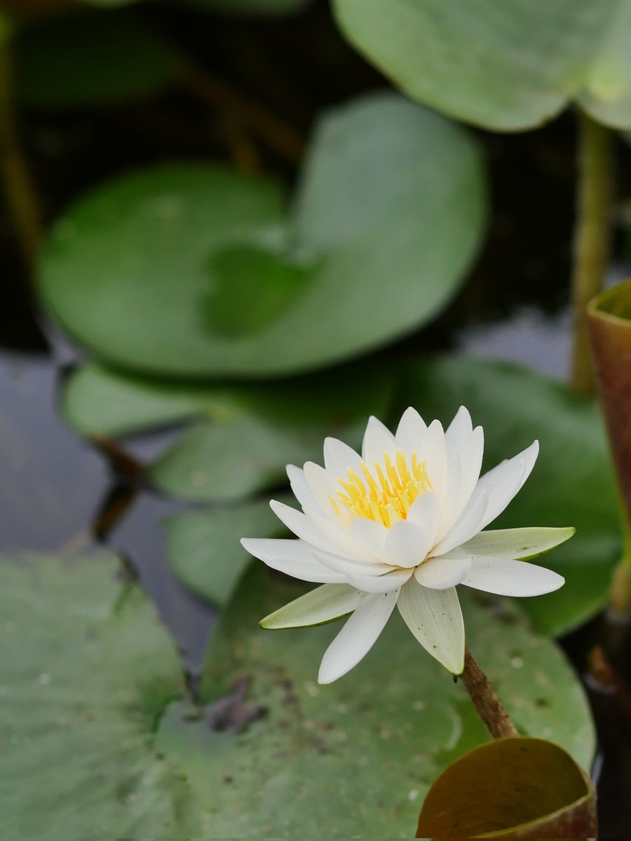 Soichi_306's tweet photo. #Flowers 
#photography 
#写真 https://t.co/tEMrIpC5jI