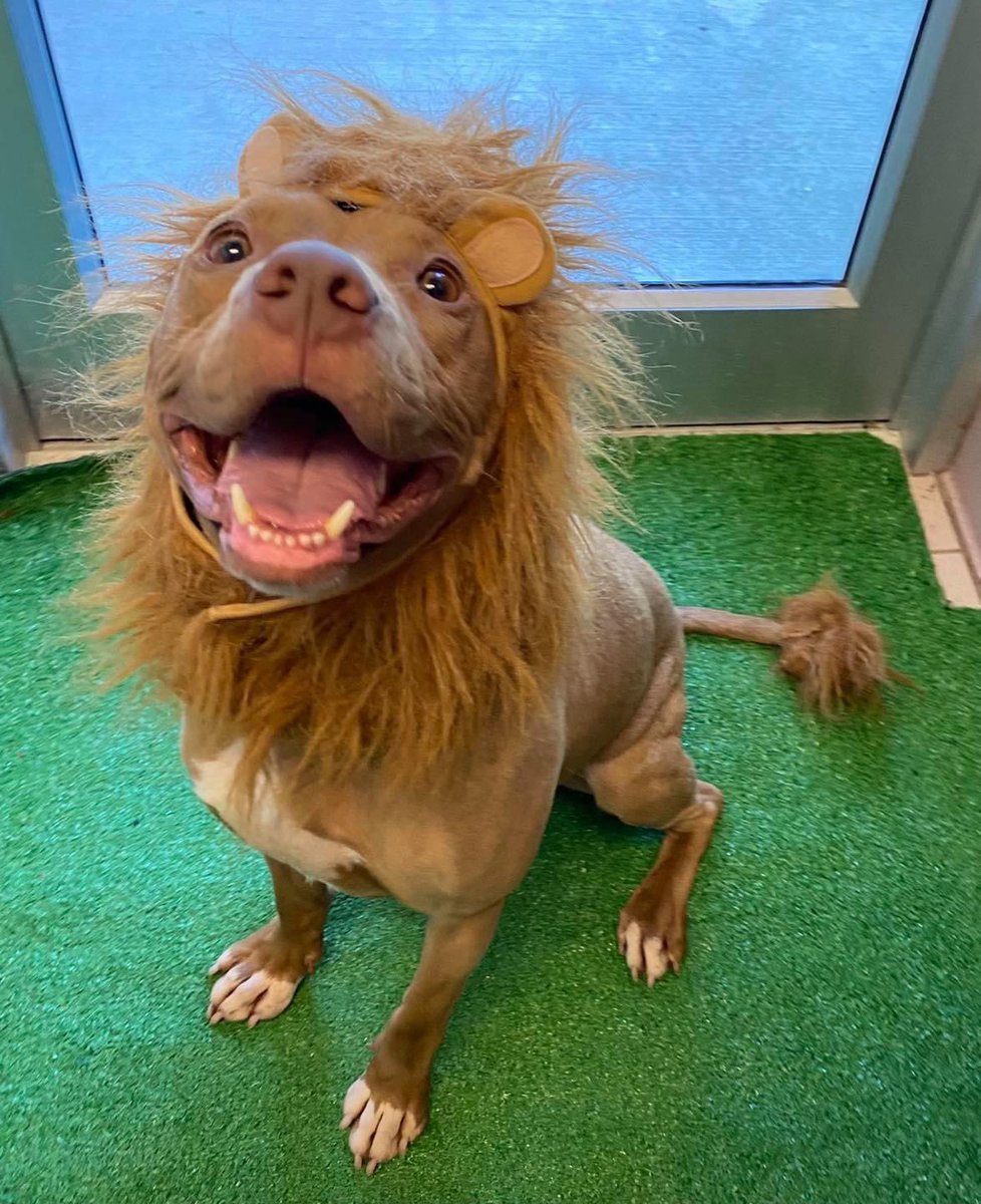 CuyahogaDogs's tweet photo. I ain’t lion - today is world wildlife day! You should celebrate by adopting me into your pride. Make me your “mane” man!

🦁 Deeno 🐾 

#CCASDailyDog #adoptme https://t.co/z9aom9SD4h