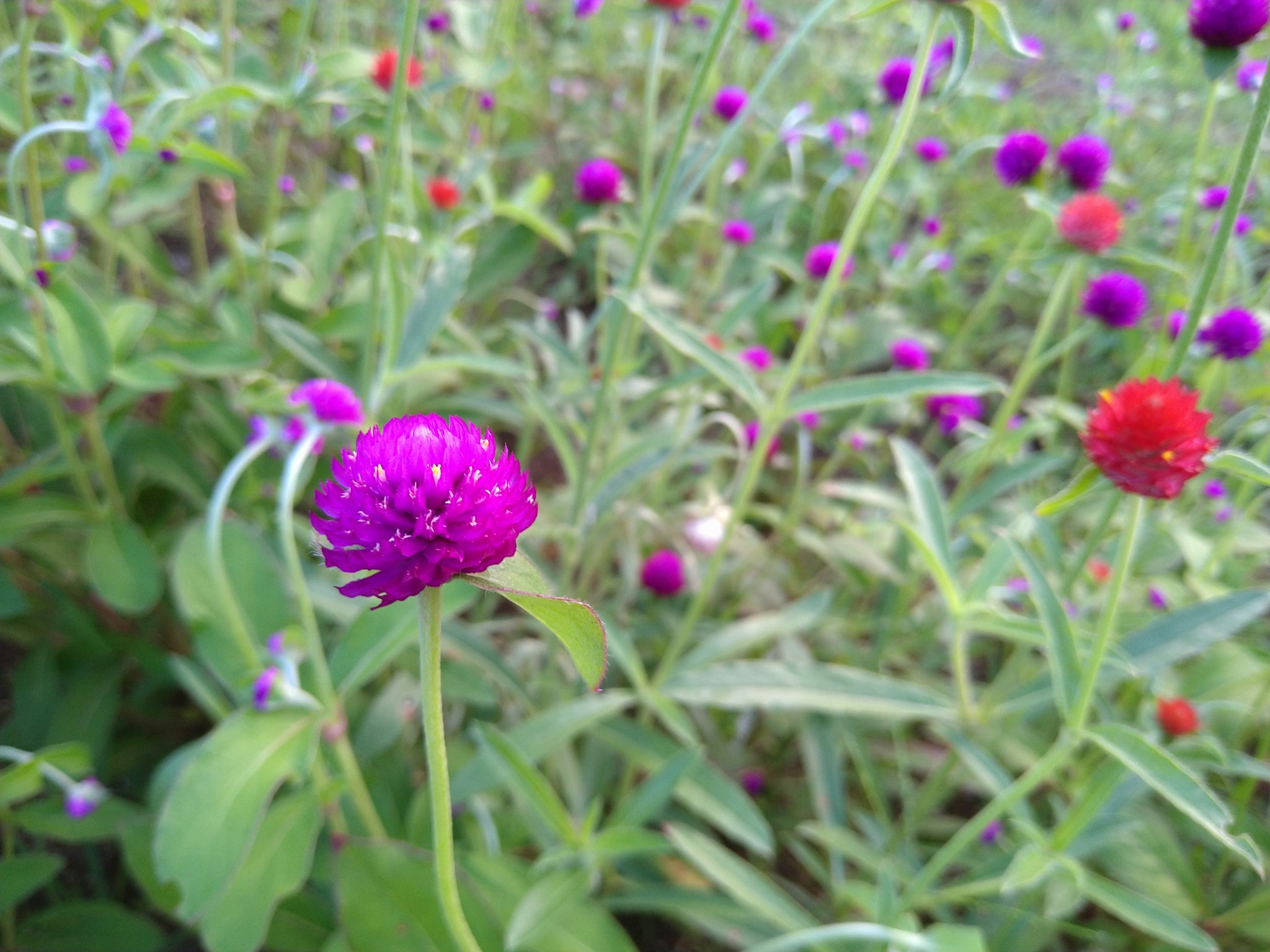 茉本祈子 まつもときこ 千日紅 センニチコウ ストロベリーフィールズ ストロベリーフィールド Gomphrena Globosa 千日紅 センニチコウ ストロベリーフィールズ ストロベリーフィールド 花 自然 枝道家 ウッドスタイリスト 茉本祈子 Flower