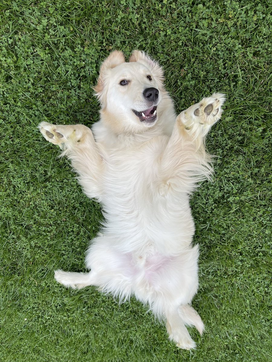 one impulse decision 3 months ago led this goofy guy into my life and I couldn’t be any more thankful