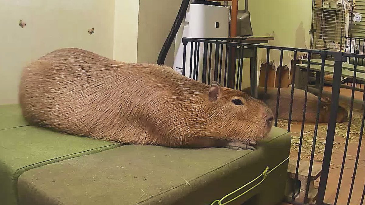 Pres Oink Shimarisu しまりす大統領 カピバランド Puipui على تويتر Miss Ringo Chillin On Her New Bed 新しい大きなベッドでくつろぐリンゴたん Capybara Cuteanimals Cute カピバラ かわいい動物 かわいい 水豚