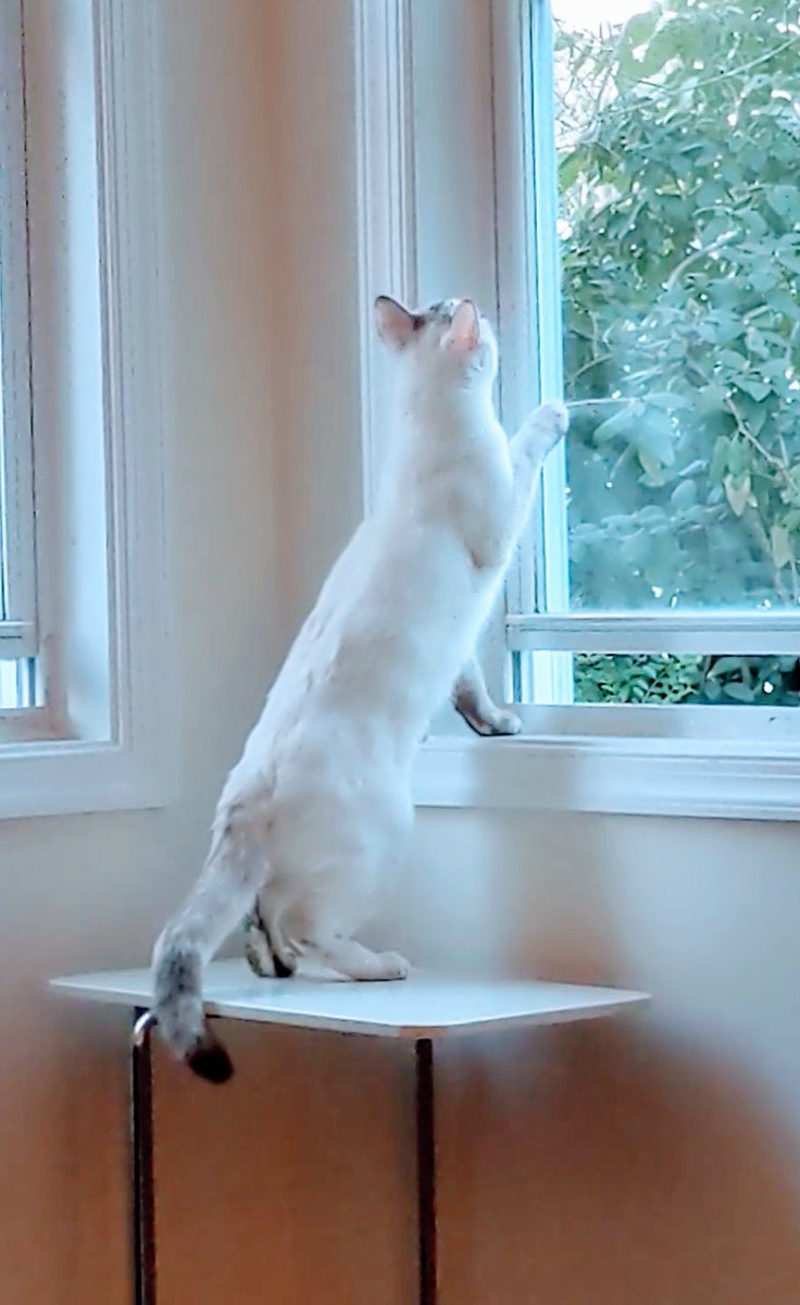 zoeymissmiyagi's tweet photo. It's like she thinks she's Miss Miyagi or something.. #catchingafly #CatsOfTwitter #CatsOnTwitter https://t.co/Dmzz9DhaH5