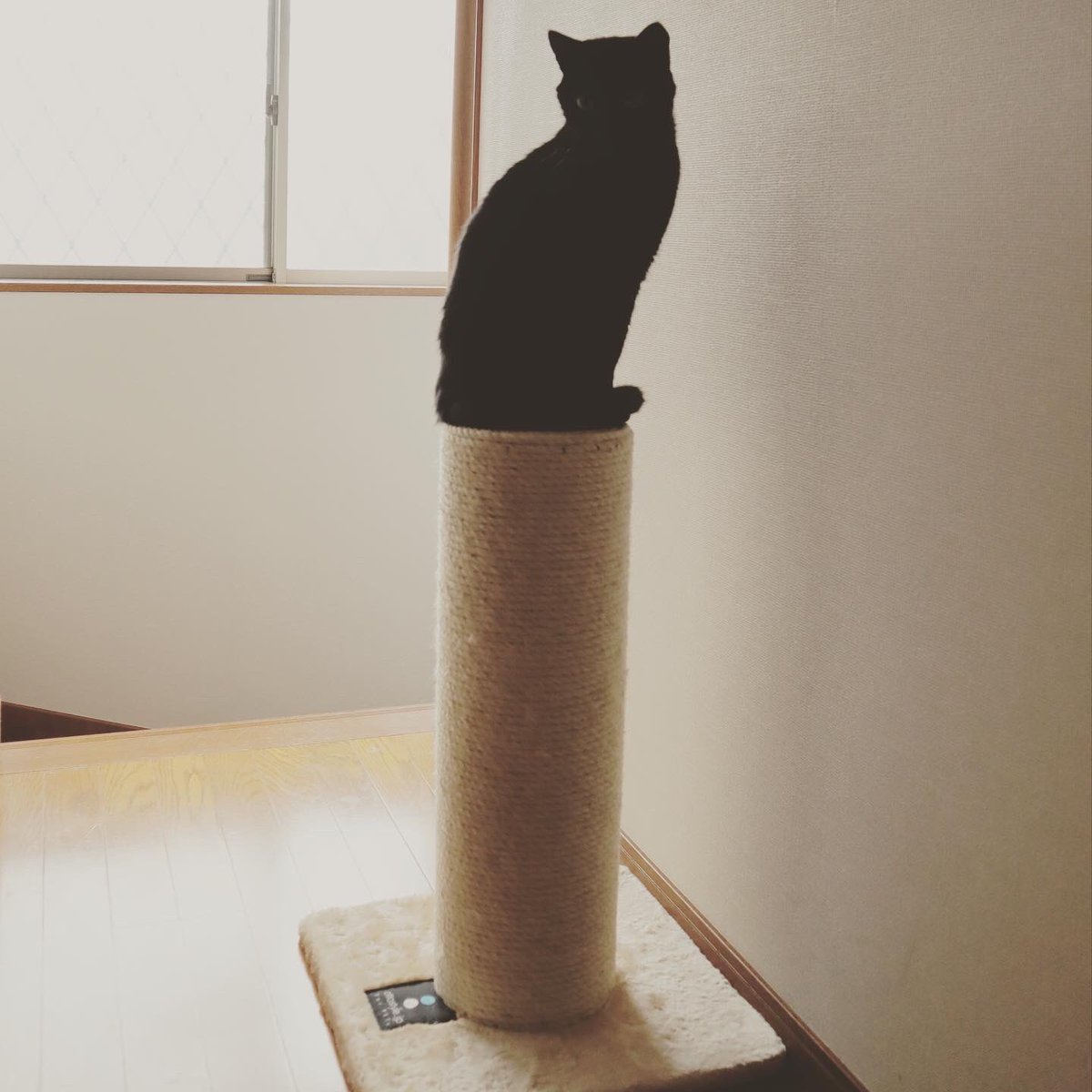 nknk_w's tweet photo. 美術館に展示されている黒ネコ像🐾
#黒猫
#猫好きさんと繋がりたい
#猫のいる暮らし
#ottostyle https://t.co/USYxrbAYxF