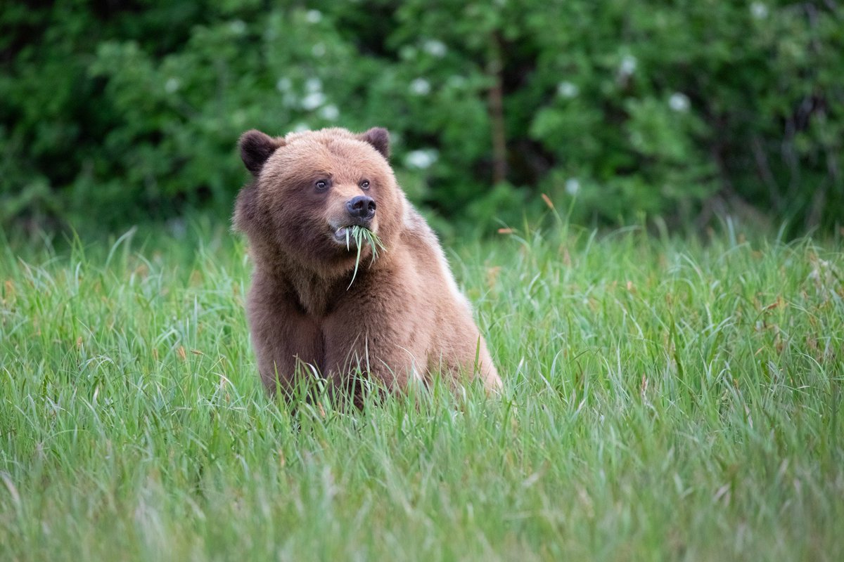 Bearsomez's tweet photo. https://t.co/CAHTvhuFa5