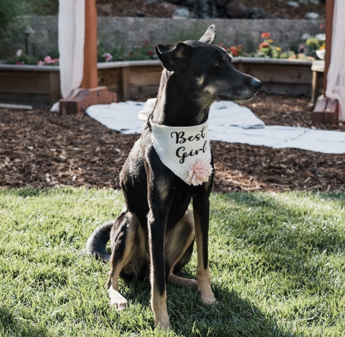 HelloHazelCo's tweet image. What a sweetheart !! And a great addition to the wedding of course. There’s nothing like reading kind reviews from happy customers, especially when they include such lovely pupper pics! Thank you Brittany 🐶💖✨
_______________

#dogs #etsyseller #etsyshop #handmade #wedding