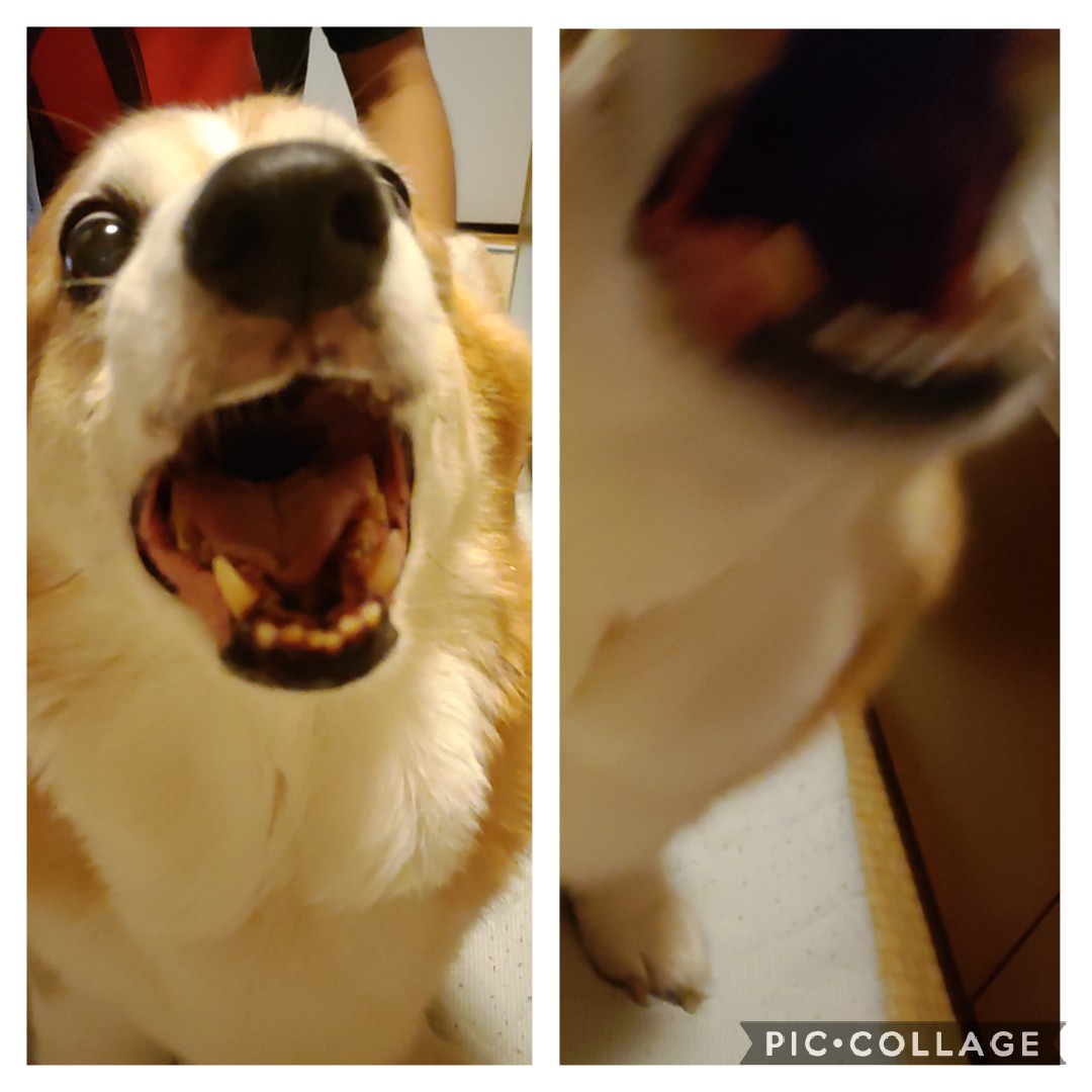 コギっこ 614kouchann Twitter