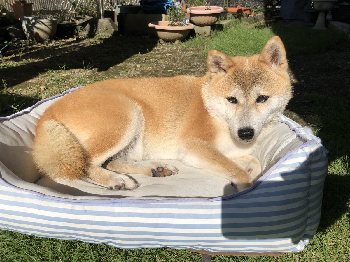 いい犬 على تويتر 今日の日向ぼっこ Shiba Shibainu 柴犬 いい犬 على تويتر 今日の日向ぼっこ Shiba Shibainu 柴犬