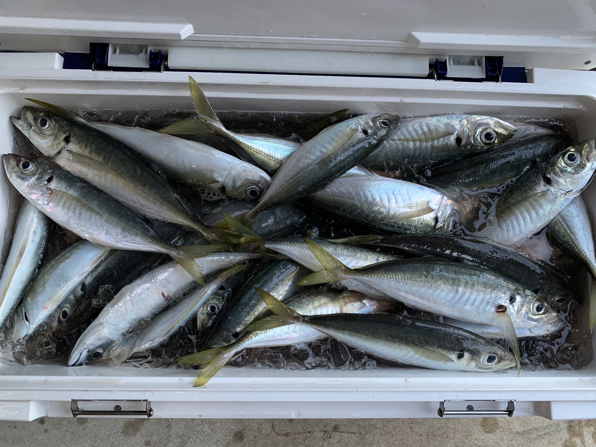 よつタック 6th Generations Tamsho 9月4日 能登 輪島 門前 イカメタル 釣果 船内40杯くらい 私はアジ釣りに専念 アジ100匹以上釣りました サイズは25 から35 がアベレージでした この日はどの船も不調 イカメタルシーズン終わりかな