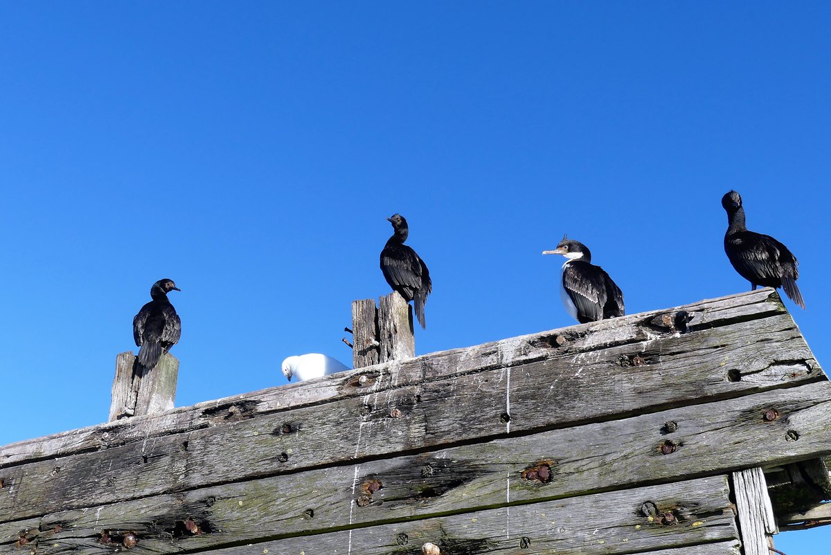 kelper60's tweet photo. #Rockcormorants, #snowysheathbill #kingcormorant #dolphingull. https://t.co/H1pYjmJgp7