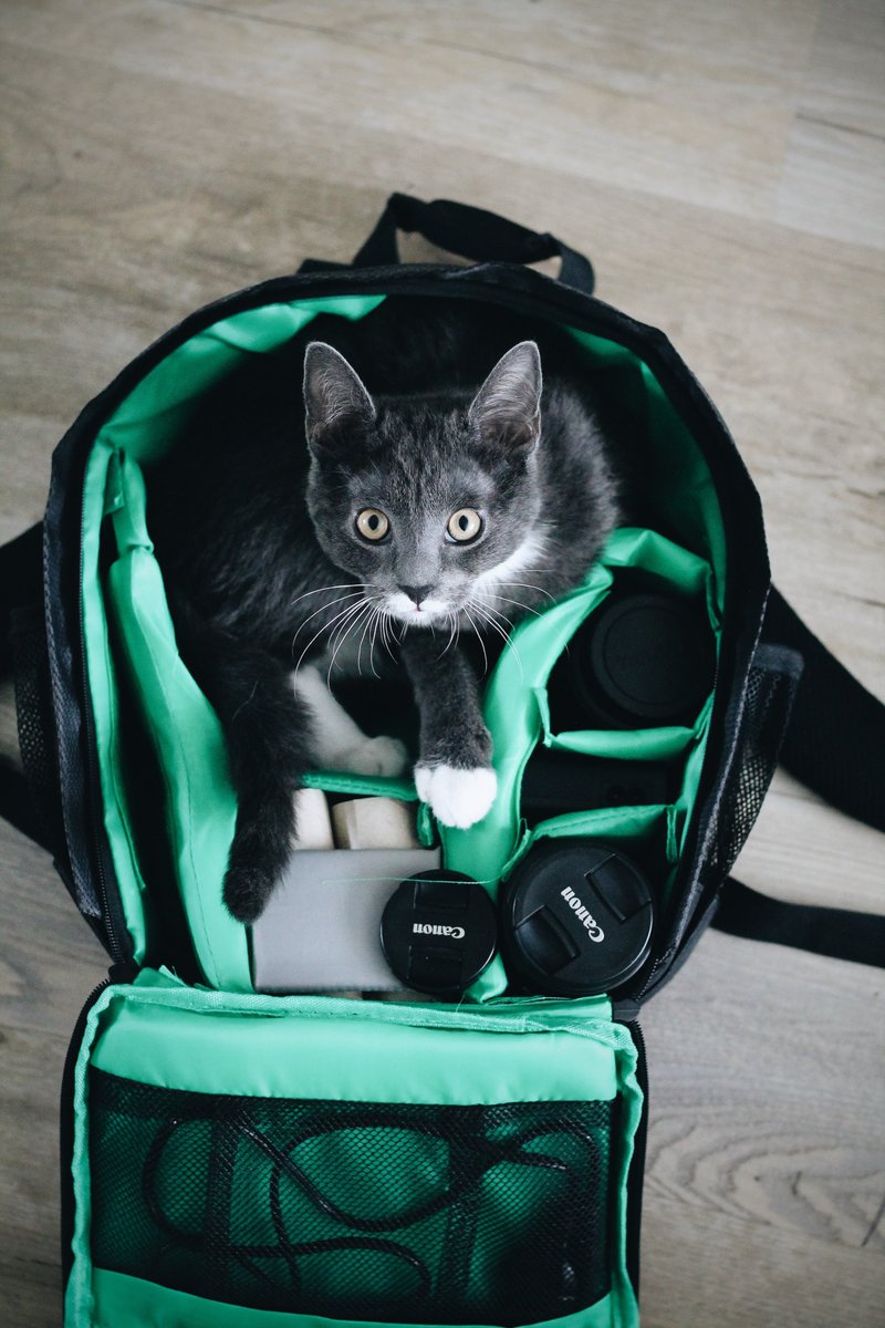 TabbyPack's tweet photo. Gorgeous shot by Erik-Jan Leusink on Unsplash.

https://t.co/P87WV6u4f9 

#CatsOfTwitter https://t.co/lqAzoSwU4O