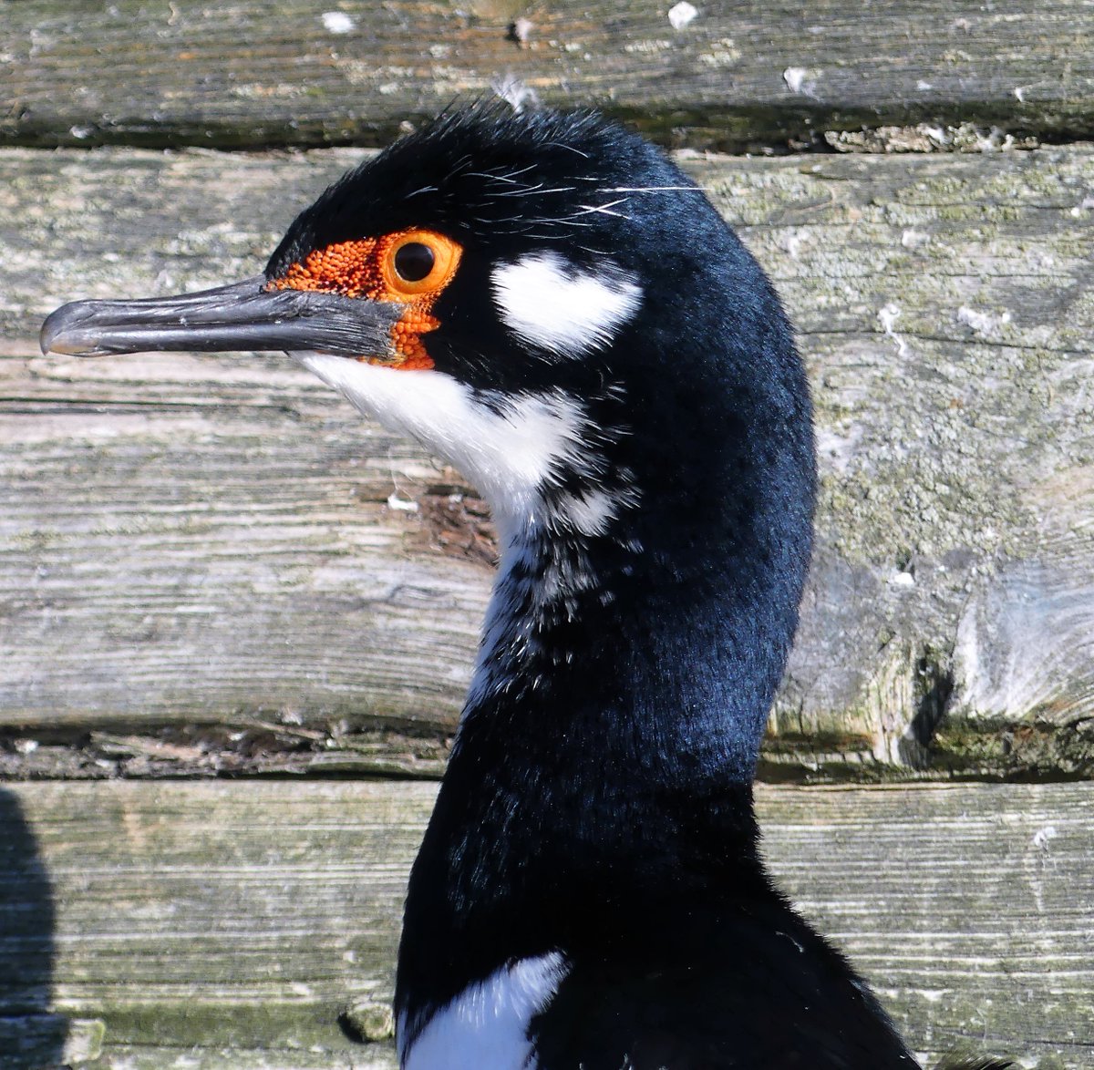 kelper60's tweet photo. #Rockcormorants, #snowysheathbill #kingcormorant #dolphingull. https://t.co/H1pYjmJgp7