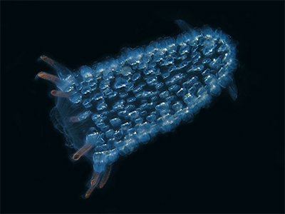 divvya_jain's tweet photo. Is There a Future For Bioluminescence Technology? #marinebiology #oceanarchaeology
#NCBS @IISERPune https://t.co/d51qbslpzF