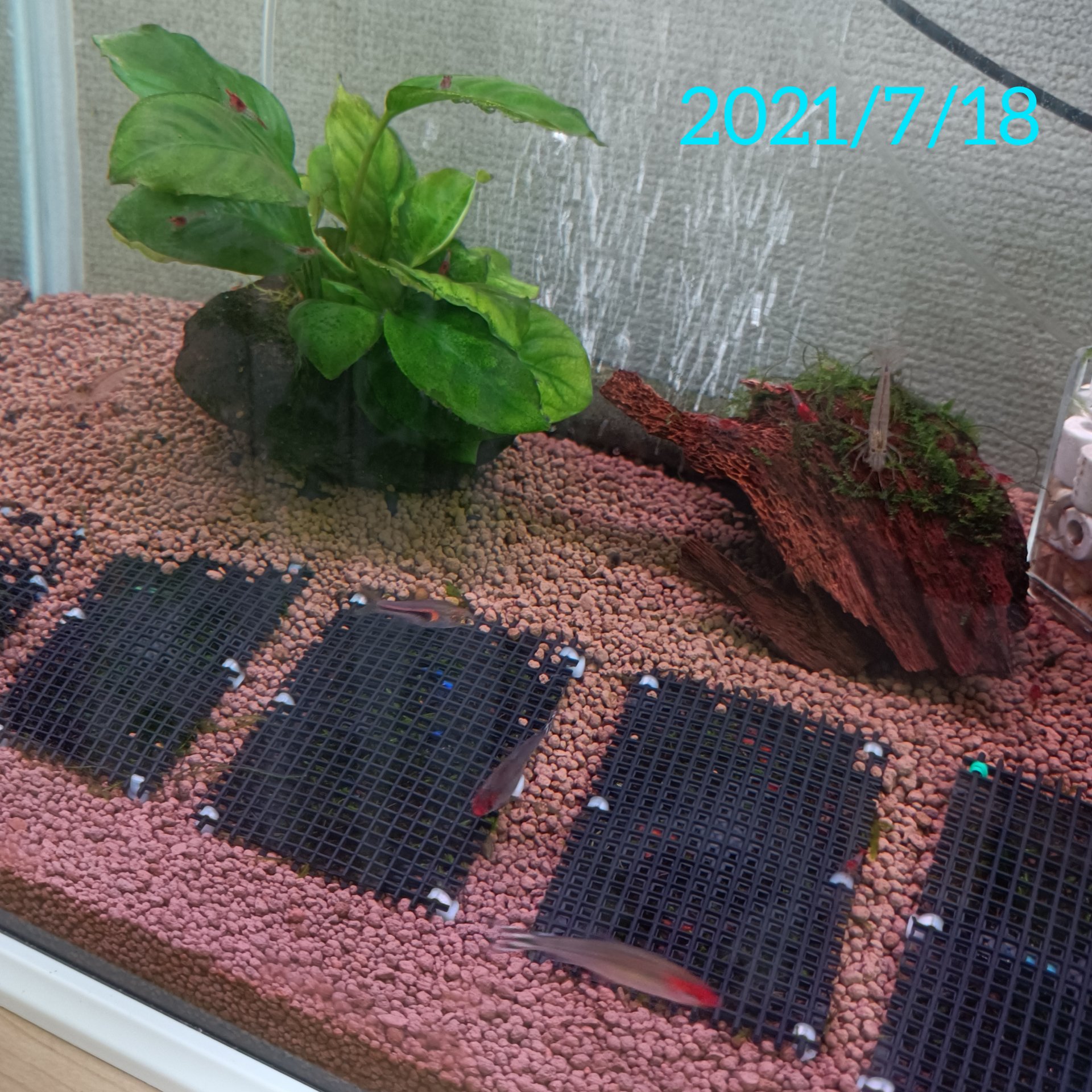 広報のこばみ Clas クラス 自作したウィローモスマットがだいぶ成長してきた 成長しても浮いて来ないし 良いかんじ 水槽のライトが壊れて赤から変えられなくなっちゃったので ライトも新調 アクアリウム アクアリウムのある暮らし