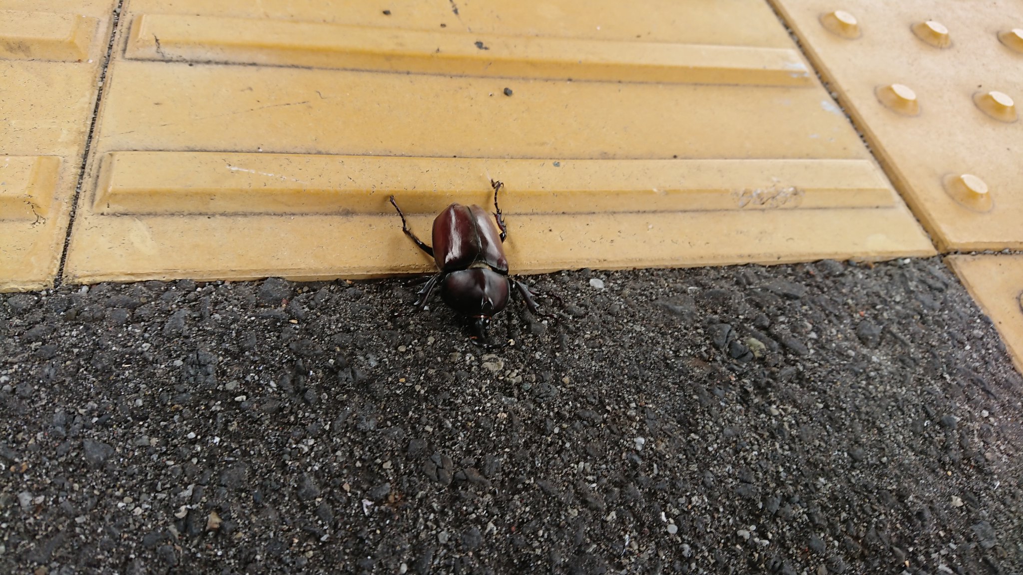 黒潮しらら通信 Jr西日本和歌山支社 中島pです いつかの Westexpress銀河 In 紀伊勝浦駅 カブトムシ も一緒に お出迎え 駅のホームにカブトムシがいた 夏の思い出 鉄道むすめ 黒潮しらら きのくに線 おもてなし 奇跡 夏 Summer