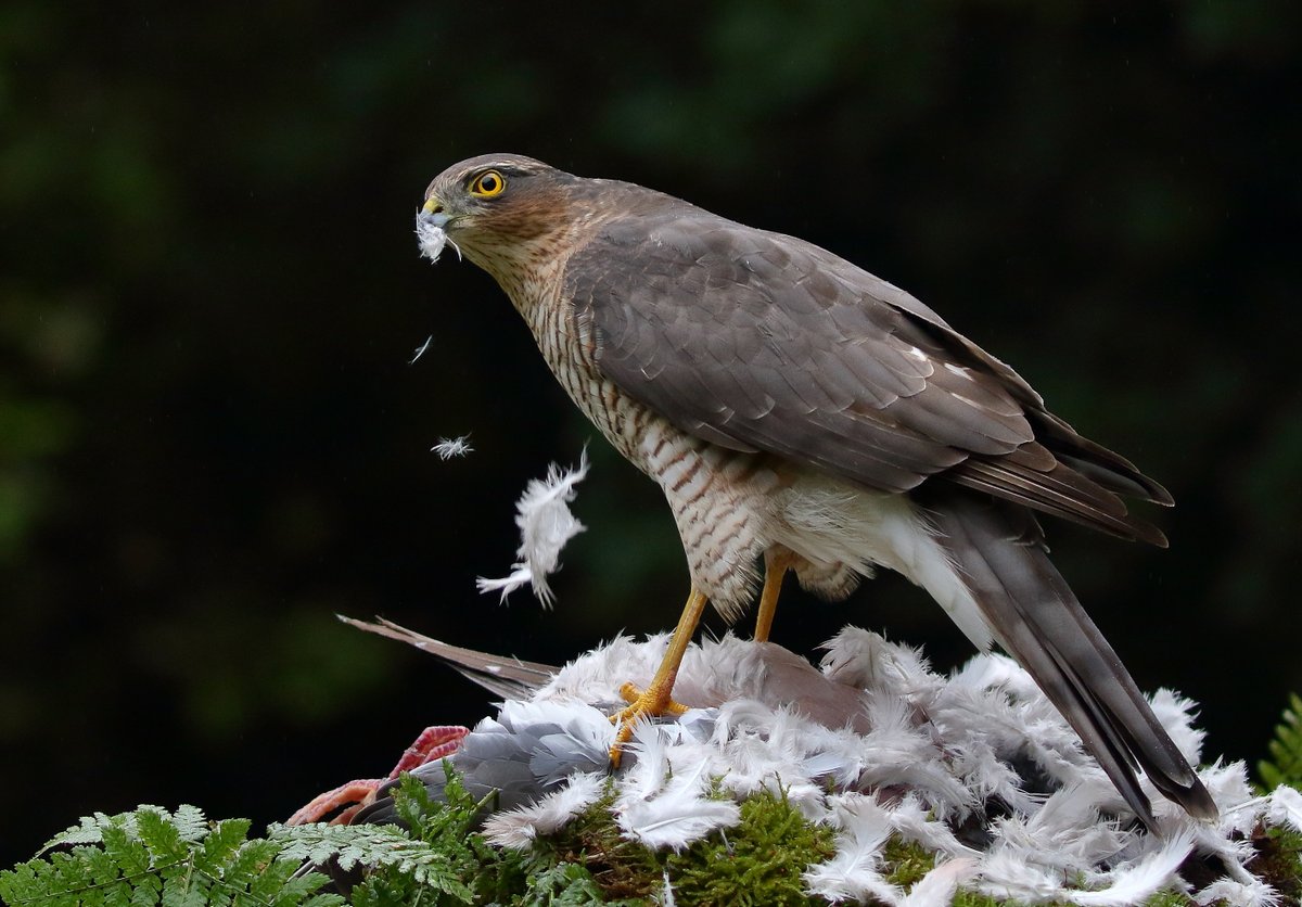 Sparrowhawk,from yesterday.pic.twitter.com/QISi3MpGy5.