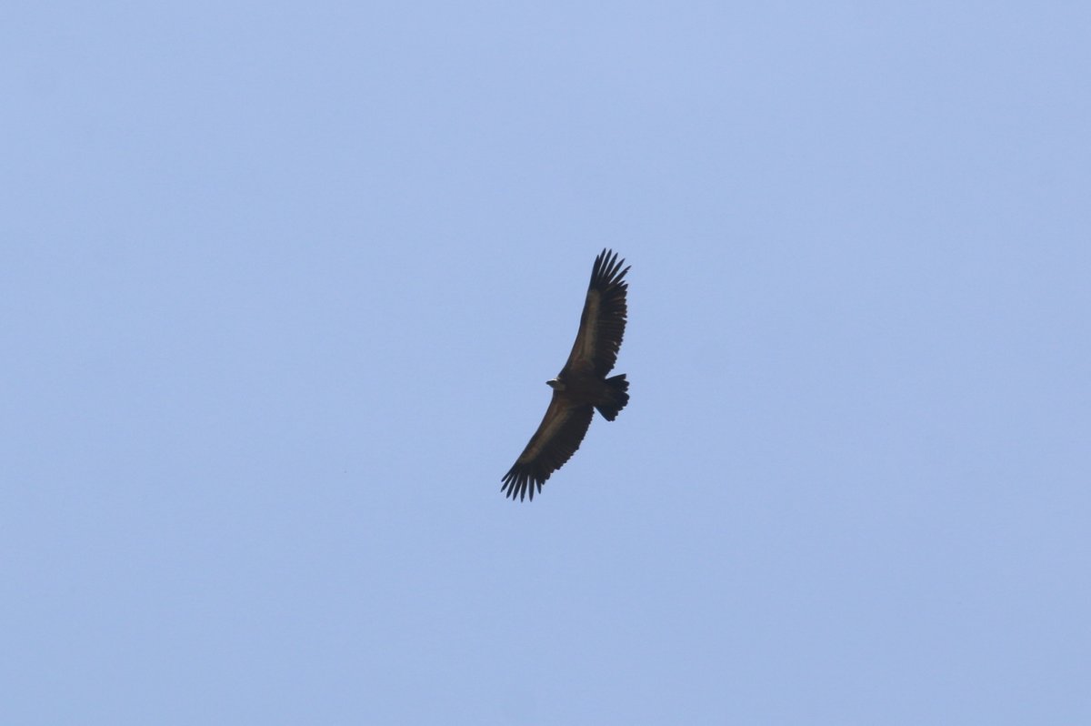 #VultureAwarenessDay2021 #VultureAwerenessDay #Griffonvulture #Gypsfulvus #kızılakbaba #Hatay #Belenpass #kuşlar #kuşgözlemciliği #birds #birdsofHatay #Hatayınkuşları #birding #birdwatching #fieldwork #wildlife #nature #NaturePhotography #birdphotography