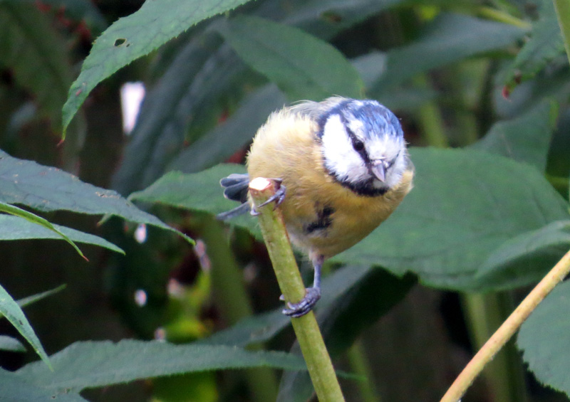oor_boab's tweet photo. Blue tit :)
#birding #garden #nature https://t.co/okkkOlR2yi