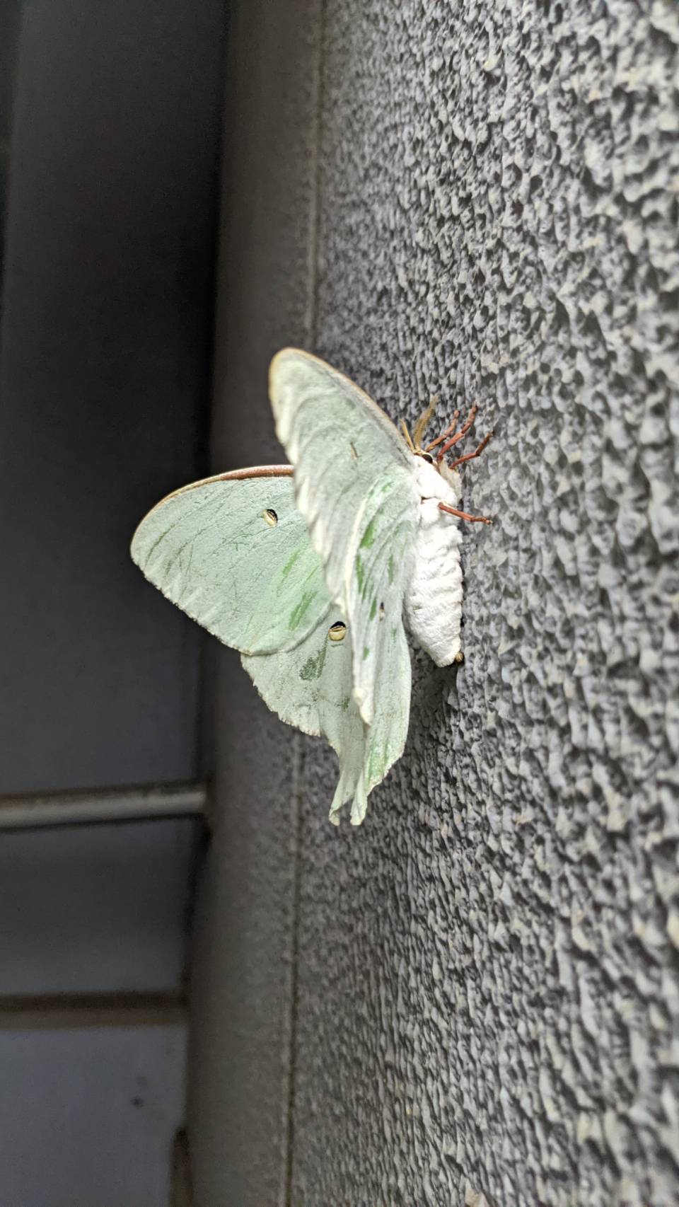 マルハン平塚店 Since22 04 22 ありがとうをこれからも おはようございます 先日帰宅時に真っ白な蛾に出会いました スピリチュアル的には吉兆の証だそうです 普通の蛾を見つけたら うわあ 無理 てなるけど こういう白い生物は縁起良きなので拝ん マルハン平塚店 Since22 04 22 ありがとうをこれからも おはようございます 先日帰宅時に真っ白な蛾に出会いました スピリチュアル的には吉兆の証だそうです 普通の蛾を見つけたら うわあ 無理 てなるけど こういう白い生物は縁起良きなので拝ん