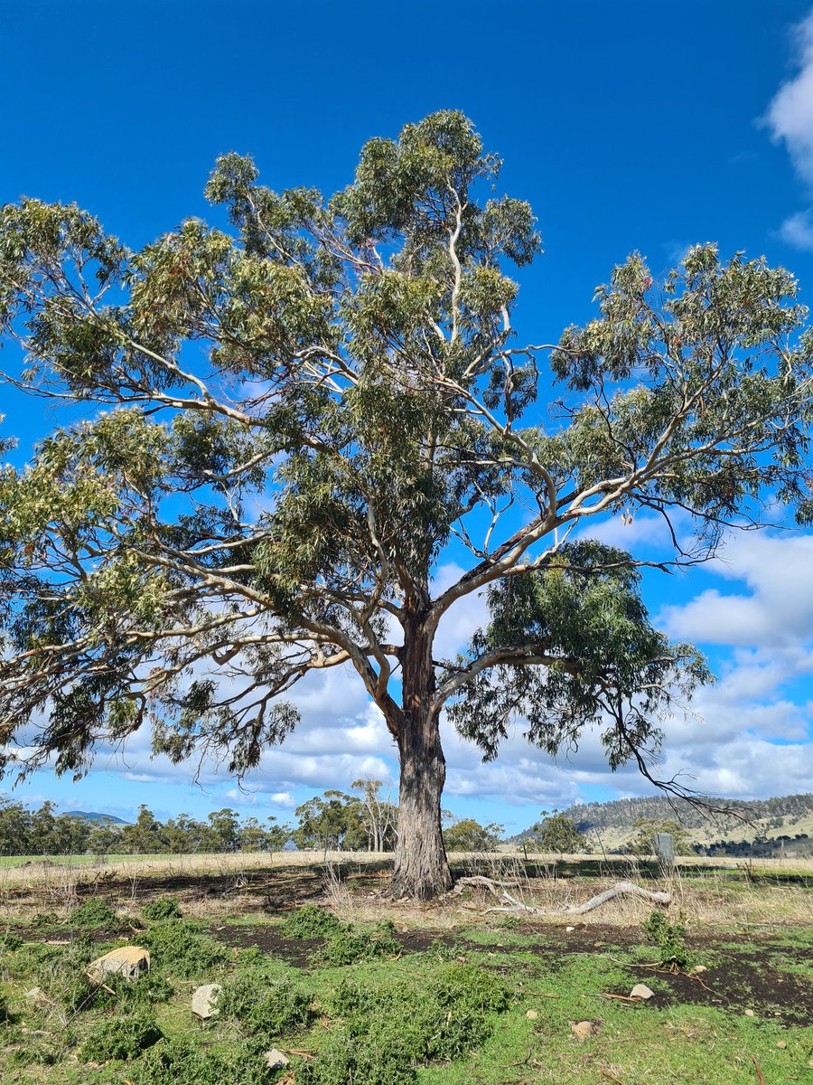FiHume's tweet image. Just heard my first #swiftparrots for the season. Lots of blue gum paddock trees with abundant flower, Tee Tree Rd. @teamswiftparrot