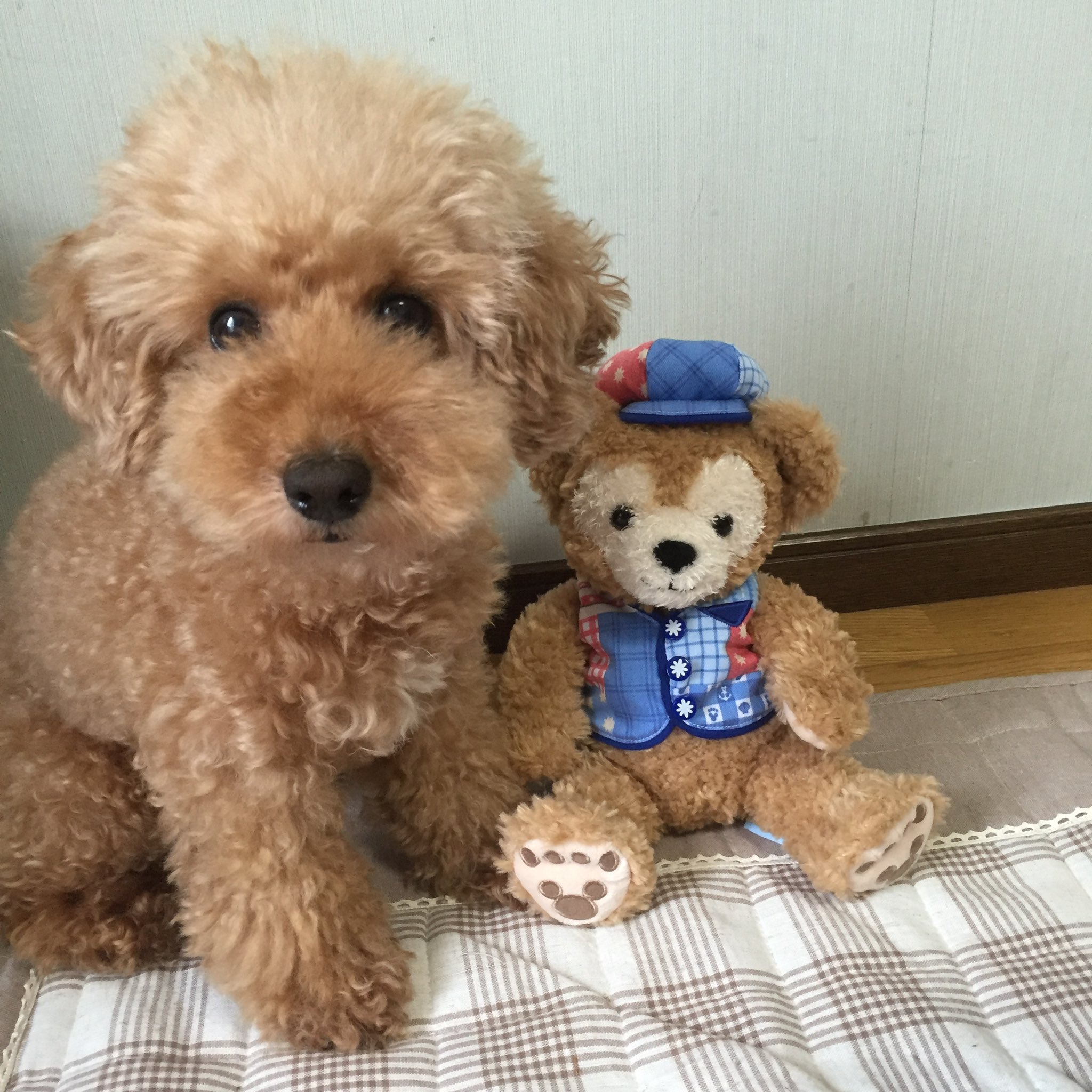 Riku Riku 6v6 Tari Twitter