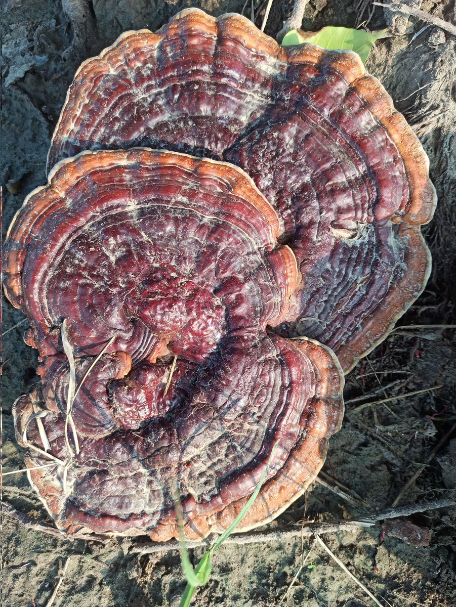 namratagautam68's tweet image. #CEONoidaauthority
#ganoderma 
&quot;GANODERMA&quot;which is a treasure of Bio diversity park, Noida. Very high international valued medicinal mushroom sighted in natural habitat. All photos clicked by me during morning walk. Thanks #Ritumaheshwari Mam for  providing such a nice habitat.