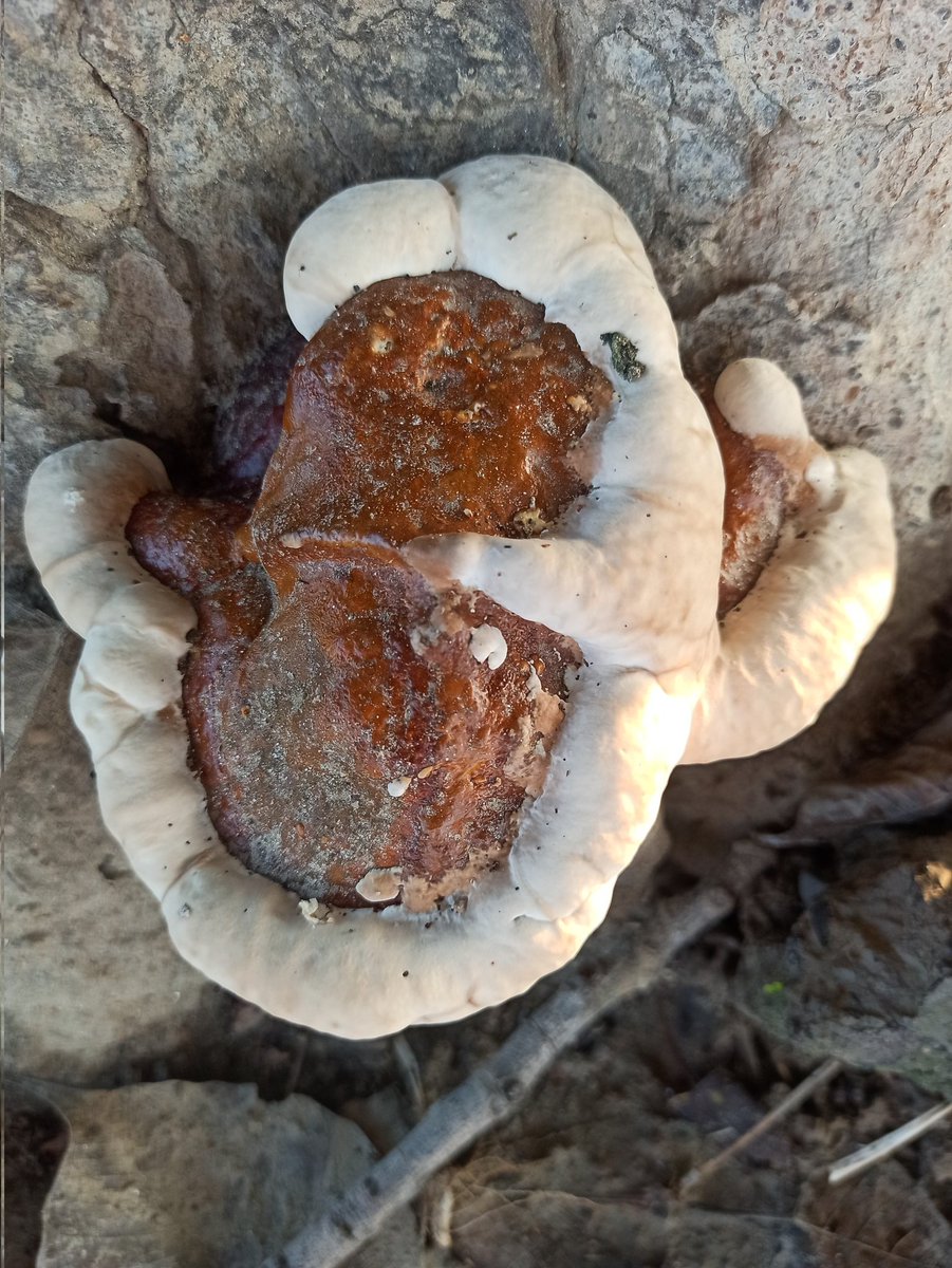 namratagautam68's tweet image. #CEONoidaauthority
#ganoderma 
&quot;GANODERMA&quot;which is a treasure of Bio diversity park, Noida. Very high international valued medicinal mushroom sighted in natural habitat. All photos clicked by me during morning walk. Thanks #Ritumaheshwari Mam for  providing such a nice habitat.