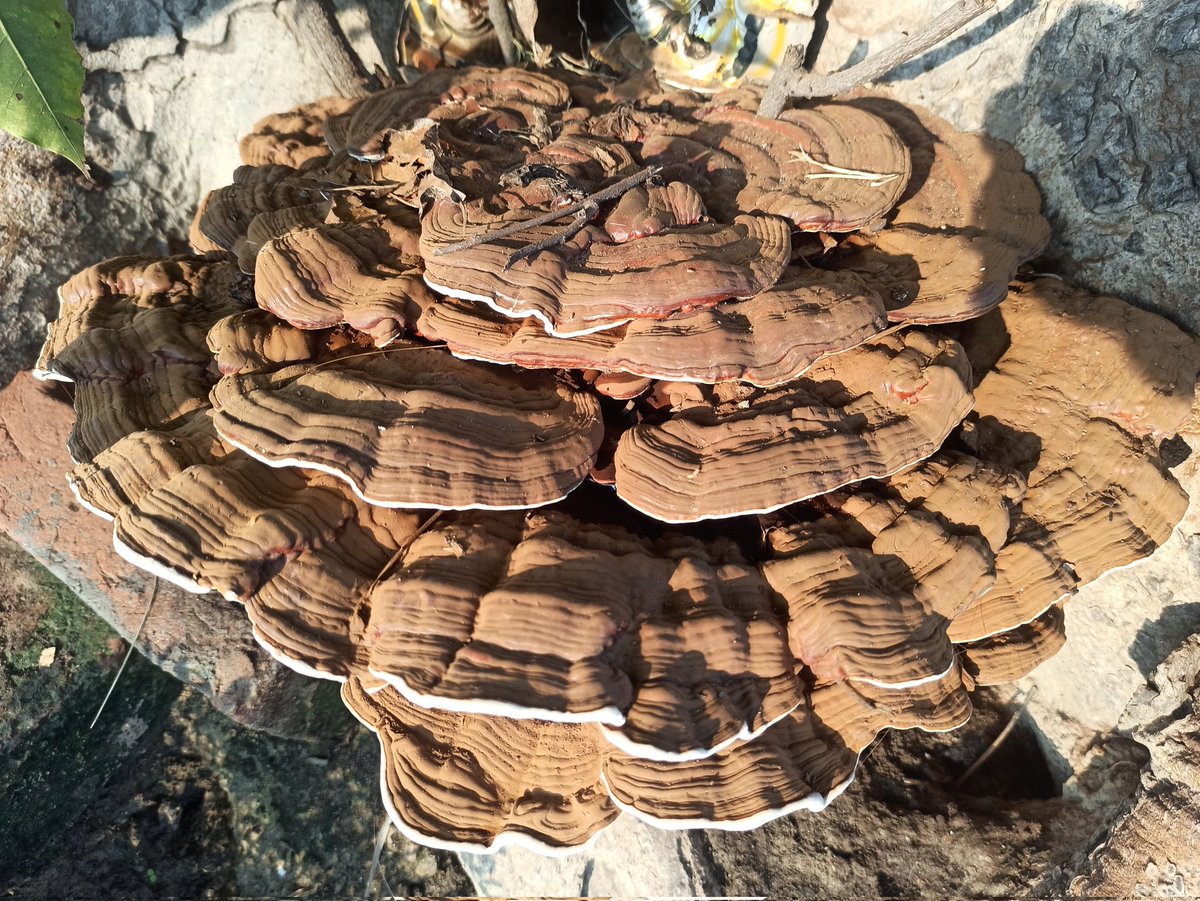 namratagautam68's tweet image. #CEONoidaauthority
#ganoderma 
&quot;GANODERMA&quot;which is a treasure of Bio diversity park, Noida. Very high international valued medicinal mushroom sighted in natural habitat. All photos clicked by me during morning walk. Thanks #Ritumaheshwari Mam for  providing such a nice habitat.