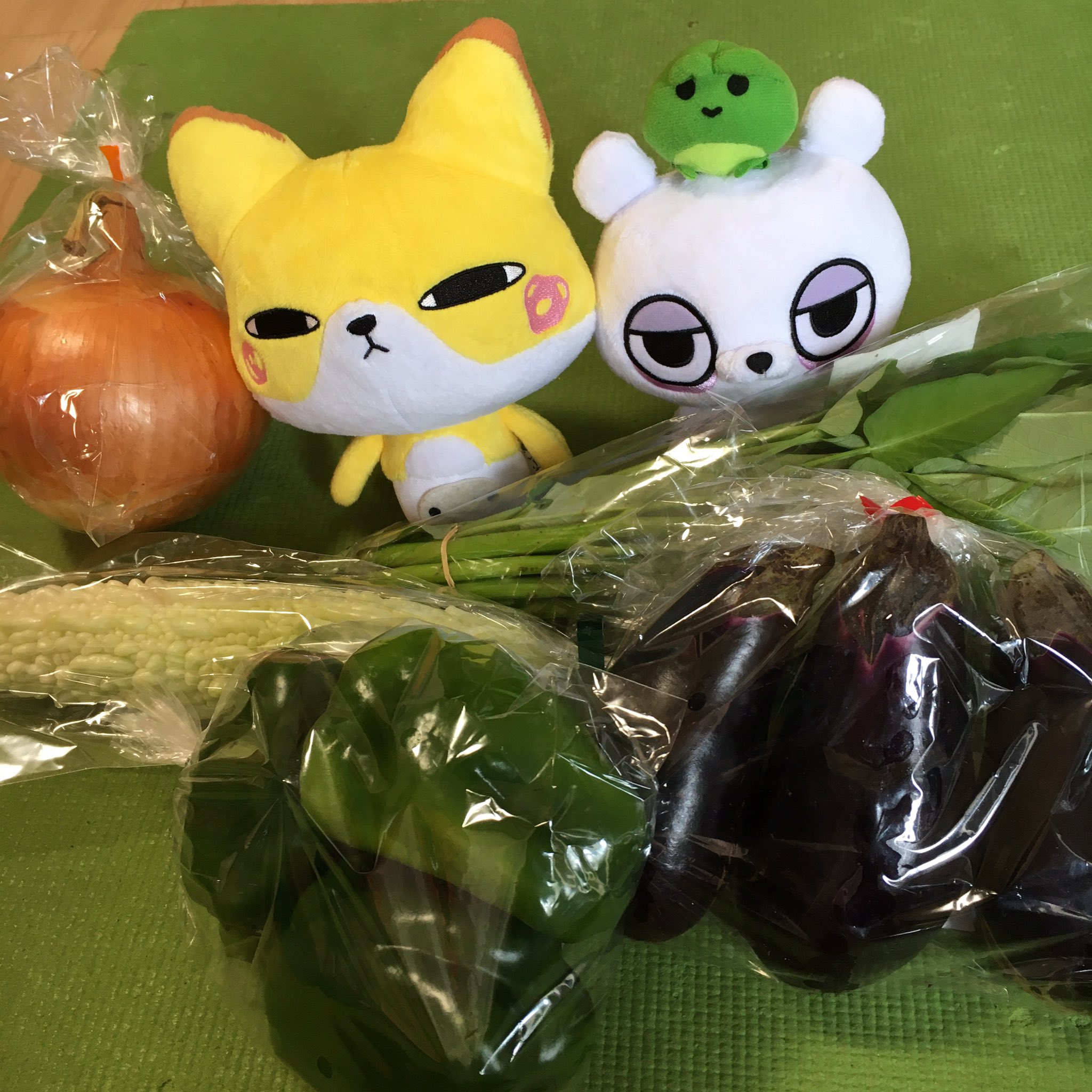 くまくまさん - البحث / X