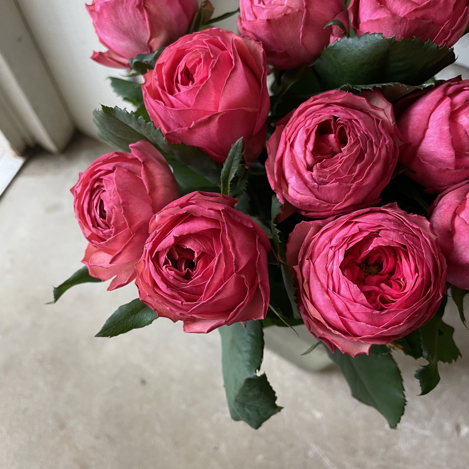 D Ici Peu 毎日ひと花 薔薇 カーマインクラッシック T Co Isma8zijbx Twitter