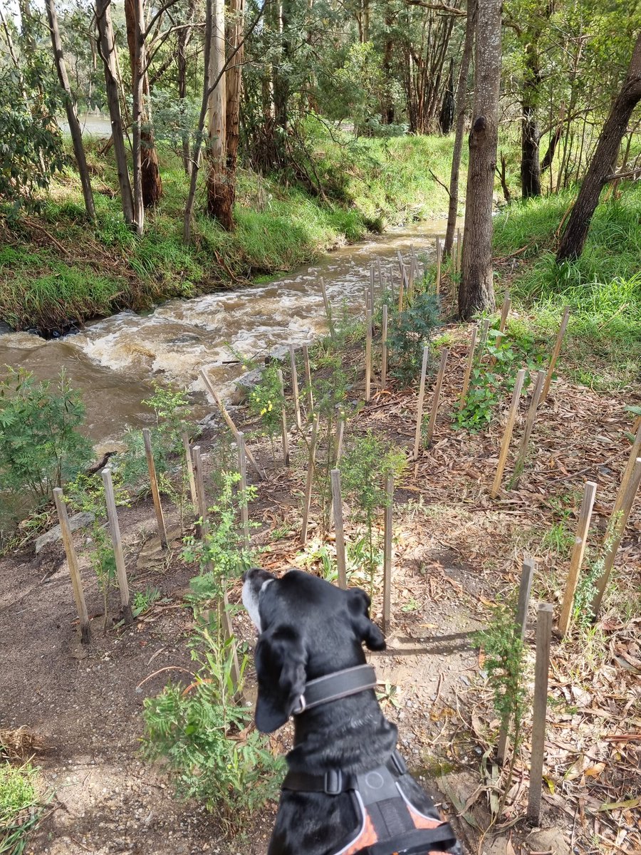 Couldn't be involved in #WEHIwalkers this year after dislocating my knee 3 weeks ago. On the mend now. Took our old boy for a walk around the local park for the 1st time since. Great to see everyone was masked out in our area.