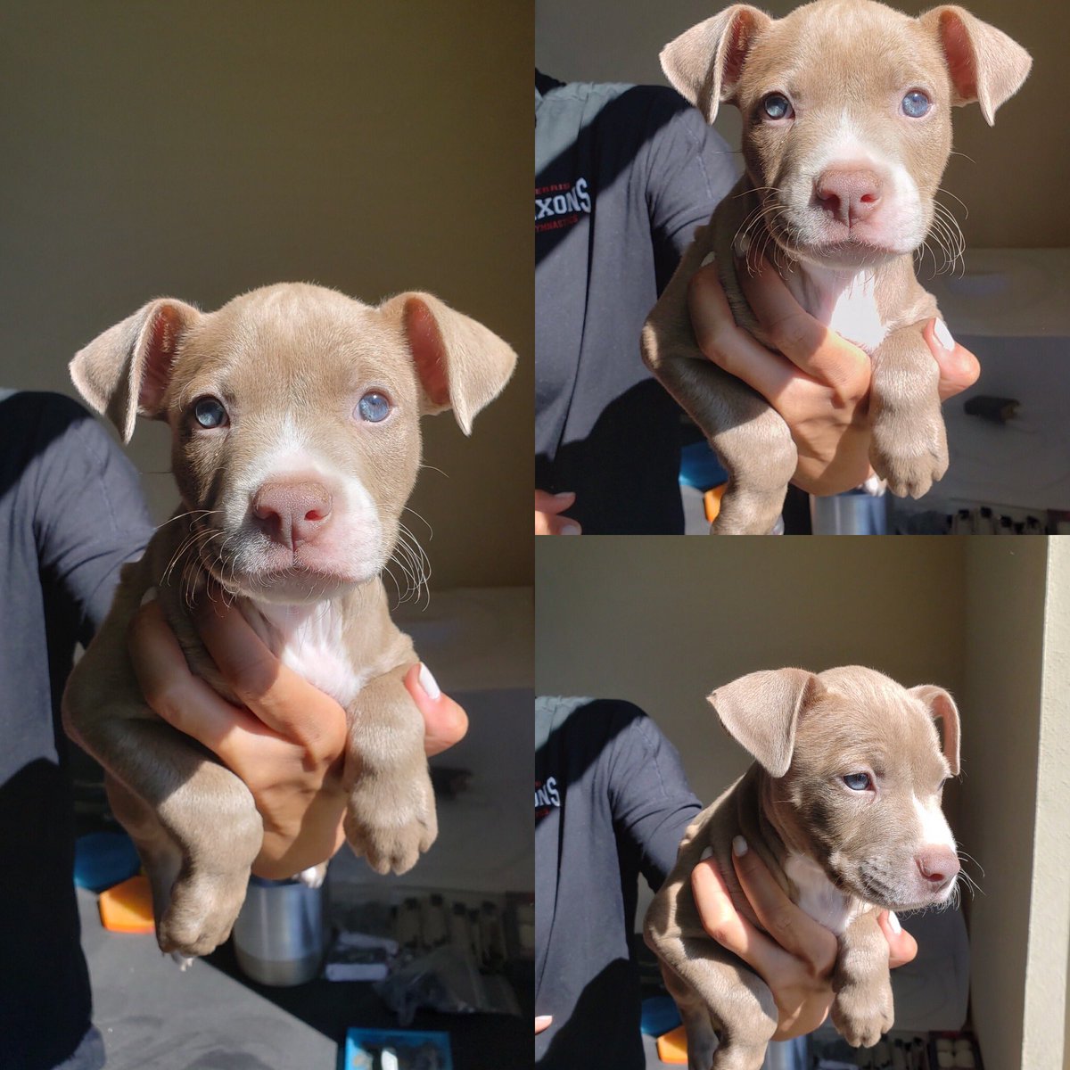 ErinnClarkk's tweet photo. Anyone in the business for a puppy ?😊 message me for details ! https://t.co/kwgqnh5kS9