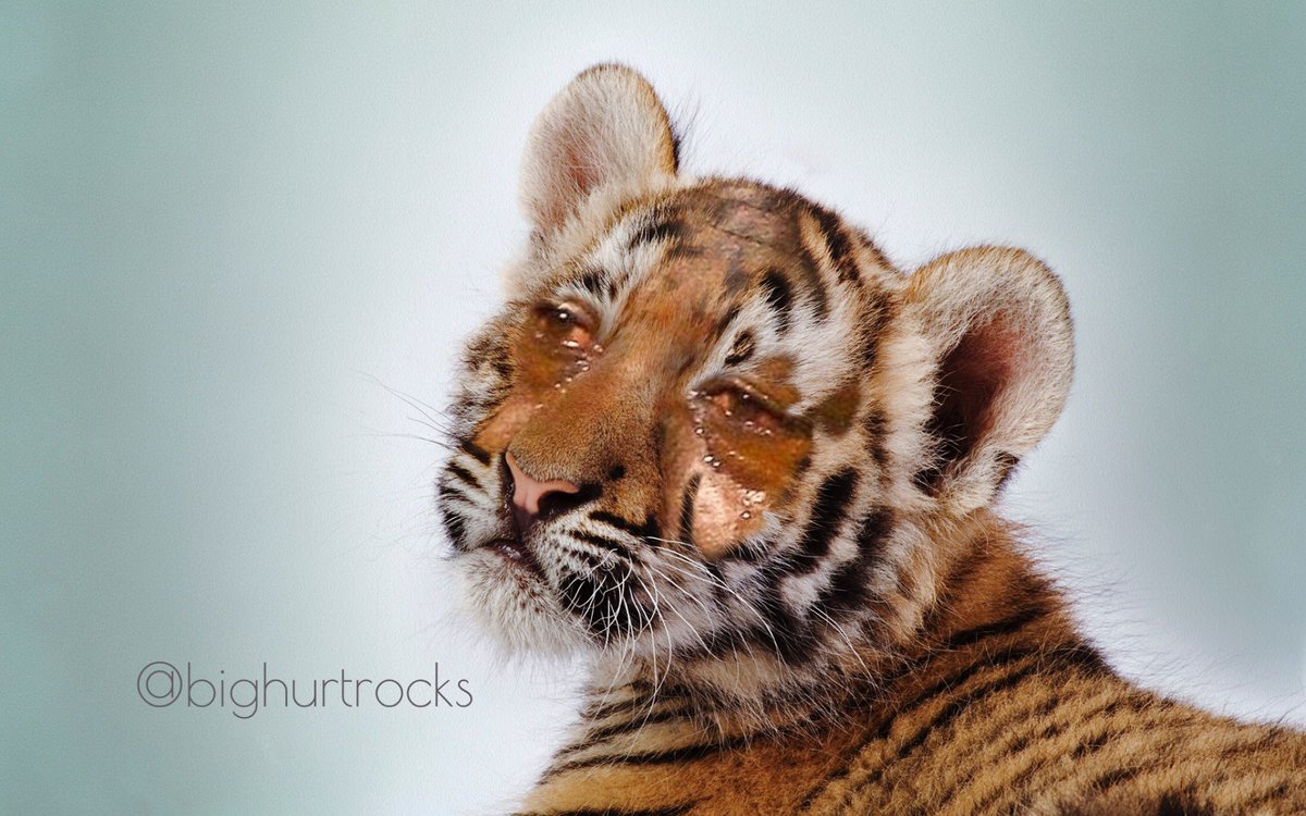 bighurtrocks's tweet photo. @BleacherReport #clemsonvsuga #clemson https://t.co/3sU2GSDqf3